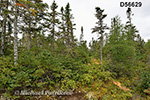 Bog, Ochre Hill, TNNP (D56632)